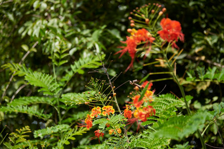 Poinciana or peacock flower, Caesalpinia pulcherrima, also known as red bird of paradise or flos Pavonis, a tropical evergreen shrub with flowers of yellow, orange and red colors. Flora of Colombia.の写真素材