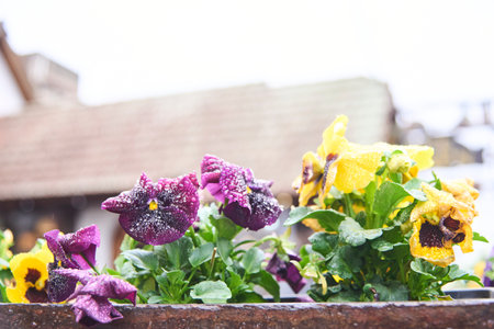 Pansy flowers, Viola × wittrockiana, yellow and violet sown in a flowerbed, covered with raindrops. Composition with copy space.の写真素材