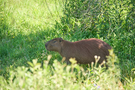 Capybara, hydrochoerus hydrochaeris, largest living rodent, native to South America, in El Palmar...