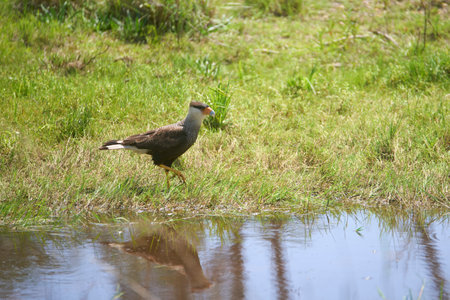 Adult crested caracara, Caracara plancus, standing on the ground. The bird is reflected on the surface of the water nearby. Animal living in the wild in El Palmar National Park, Entre Rios, Argentinaの写真素材