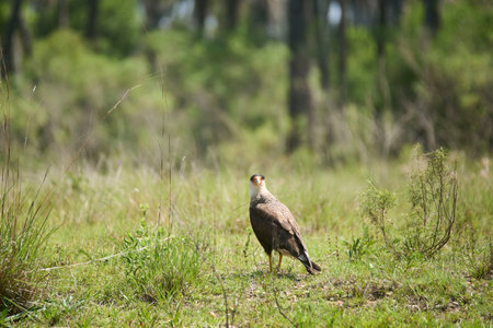 Adult crested caracara, Caracara plancus, standing on the ground and looking at camera. Animal...