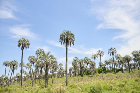 Tropical landscape, El Palmar National Park, in Entre Rios, Argentina, a protected area where the endemic Butia yatay palm tree is found. Concepts: ecotourism, protection of flora native species.の写真素材