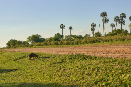 El Palmar National Park scenery, with butia yatay palm trees and a capybara, Hydrochoerus hydrochaeris, in Entre Rios, Argentina. Sunset sunlight.の写真素材