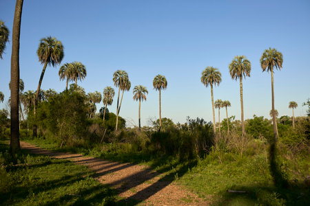 Tropical sunset scenery in El Palmar National Park, in Entre Rios, Argentina, a footpath lined with butia yatay palms, plant species endemic to the area.の写真素材