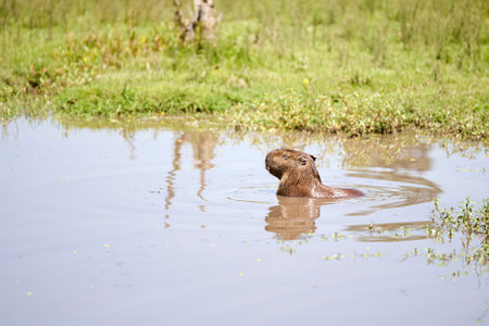 Capybara, hydrochoerus hydrochaeris, in the water. It is the largest living rodent, native to South America. El Palmar National Park, Entre Rios, Argentina.の写真素材