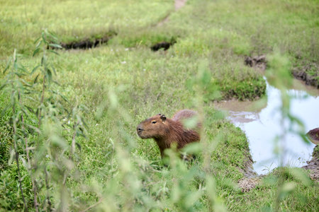 Capybara, hydrochoerus hydrochaeris, largest living rodent, native to South America, in El Palmar National Park, Entre Rios, Argentina.の写真素材