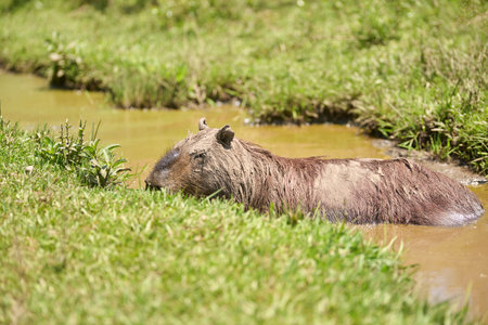 Male capybara, hydrochoerus hydrochaeris, in the water, covered with mud, usual practice among these rodents to regulate their body temperature, protect themselves from the sun and insects. Argentina.の写真素材
