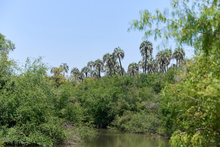 Tropical green landscape with butia yatay palmtrees in El Palmar National Park, Entre Rios, Argentina. Concepts: ecotourism, protection of flora native species.の写真素材