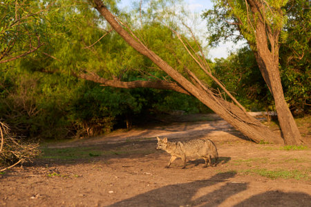 Crab-eating fox, Cerdocyon thous, at sunrise. Tranquil scene of a wild animal in its habitat, fauna of El Palmar National Park, in Entre Rios, Argentina.の写真素材