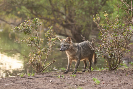 Crab-eating fox, Cerdocyon thous, beside a stream, at sunrise. Tranquil scene of a wild animal in its habitat, fauna of El Palmar National Park, in Entre Rios, Argentina.の写真素材