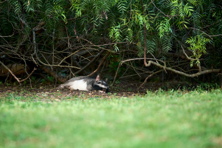 Plains viscacha or vizcacha, Lagostomus maximus, lying under some bushes at dusk, in El Palmar National Park, Entre Rios, Argentina.の写真素材
