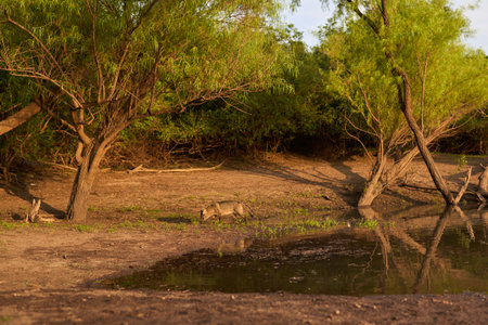Crab-eating fox, Cerdocyon thous, approaching a stream at dawn to drink water. Tranquil scene of an animal in the wild, fauna of El Palmar National Park, in Entre Rios, Argentina.の写真素材
