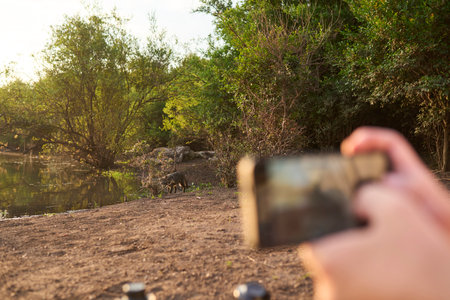 Person taking a photo of a crab-eating fox, Cerdocyon thous, in El Palmar National Park, Entre Rios, Argentina. It is early in the morning, the animal has approached a stream to drink water.の写真素材