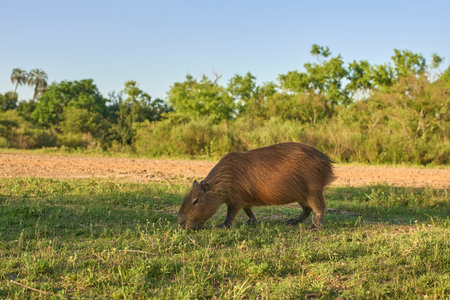 Capybara, hydrochoerus hydrochaeris, eating. It is the largest living rodent, native to South America, in El Palmar National Park, Entre Rios, Argentina. Sunset sunlight.の写真素材
