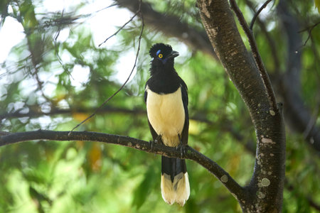 Plush-crested jay, cyanocorax chrysops, Argentinean bird perched on a tree branch in El Palmar National Park, Entre Rios, Argentina.の写真素材