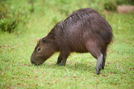 Capybara, hydrochoerus hydrochaeris, eating. His fur is wet from the recent rain. It is the largest living rodent, native to South America. El Palmar National Park, Entre Rios, Argentina.の写真素材