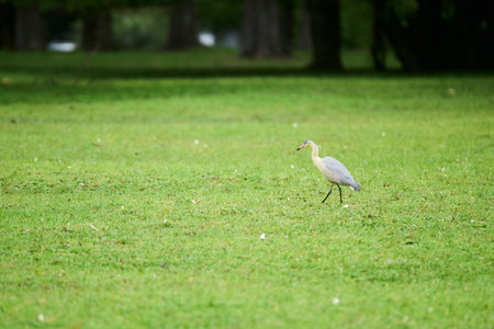 Whistling heron, Syrigma sibilatrix, walking through the meadow in El Palmar National Park, Entre Rios, Argentinaの写真素材