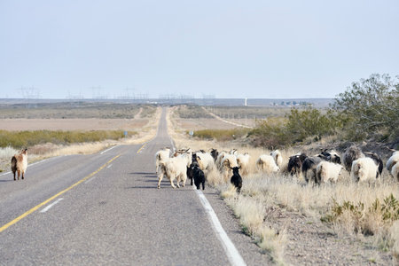Rural scene, a herd of Creole goats walks along a road in La Pampa, Argentina, where transhumance is...