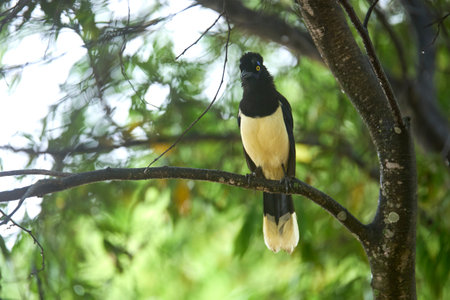 Plush-crested jay, cyanocorax chrysops, Argentinean bird perched on a tree branch in El Palmar National Park, Entre Rios, Argentina.の写真素材