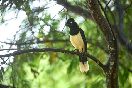Plush-crested jay, cyanocorax chrysops, Argentinean bird perched on a tree branch in El Palmar National Park, Entre Rios, Argentina.の写真素材