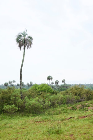 Tropical natural scene in El Palmar National Park, Entre Rios, Argentina, a protected area where the endemic Butia yatay palm tree is found. Concepts: ecotourism, nature protection.の写真素材