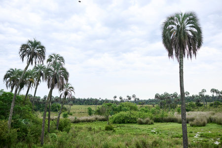 Tropical landscape, El Palmar National Park, in Entre Rios, Argentina, a protected area where the endemic Butia yatay palm tree is found. Concepts: ecotourism, protection of flora native species.の写真素材