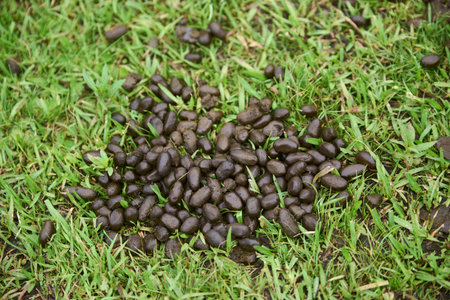 Droppings on the grass, from a herbivore rodent animal in the wild.