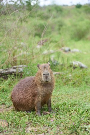 Capybara, hydrochoerus hydrochaeris, a peaceful large rodent, native to South America, lying resting...