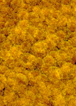 Orange marigolds multiple exposure done in camera. High resolution 12MP camera.の写真素材