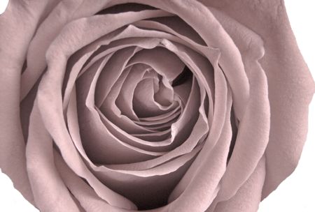 Pale Victorian Rose (14MP camera, isolated,macro). Focus is on the center whorl.の写真素材