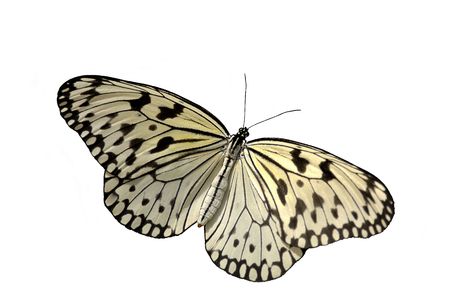 Rice Paper Butterfly ( Idea leuconoe). 12MP camera, super isolation. Focus is on the thorax.の写真素材