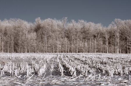 True infrared photo of a corn field in winter. Focus = front tree row. Modified camera with 720nm cutoff filter.の写真素材