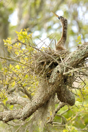 An Anhinga (Anhinga anhinga) female guards a nest on Amelia Island, Florida, U.S.A. 