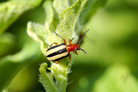 A Three Lined Potato Beetle ( Lema trilineata) rests on a potato leaf (Solanum tuberosum).