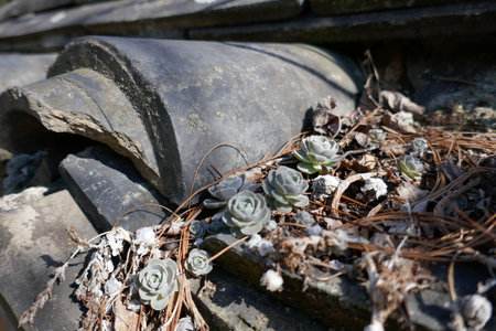 Hahoe Folk Village, South Korea - APRIL 11, 2018 : Broken Tiles with Succulent Plantsのeditorial素材