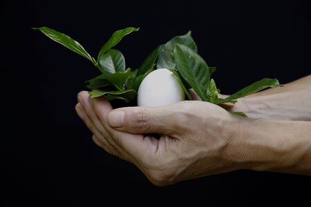 Hands holding nest eggの写真素材