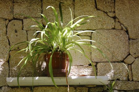 Spider Plant on selfの写真素材