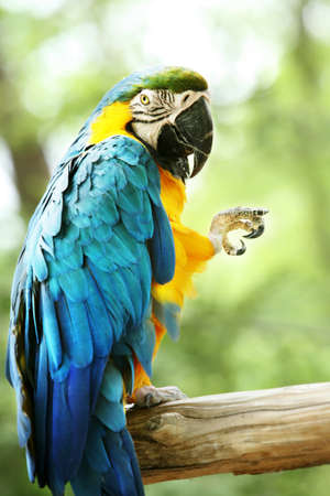 A colorful parrot giving the okay signの写真素材