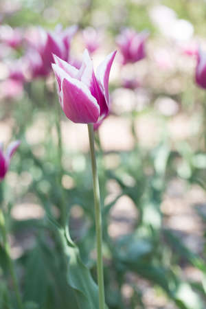 pink tulipsの写真素材