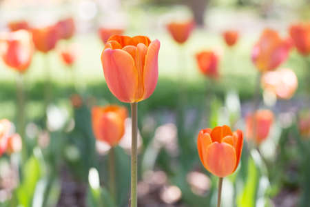 Beautiful orange tulipsの写真素材