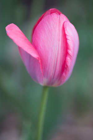 Single pink tulipの写真素材