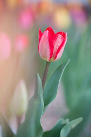 Pink single tulip
