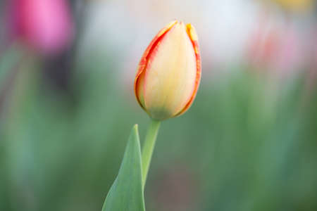 Yellow and red single tulip