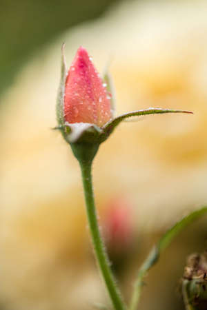 A colorful rose bloomの写真素材