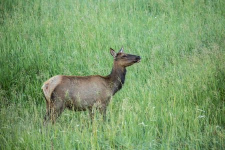 A young female elk in the grasses in Coloradoの写真素材