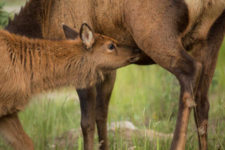 A baby elk nursing off its motherの写真素材