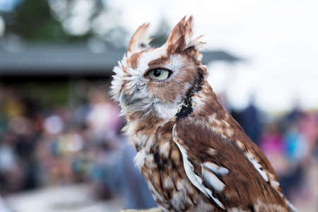 An Eastern Screech Owl shown in captivityの写真素材