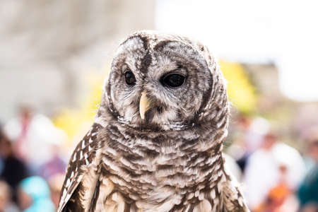 A Barred Owl in captivityの写真素材