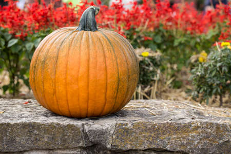 A Halloween pumpkin and red flowers in the Fallの写真素材