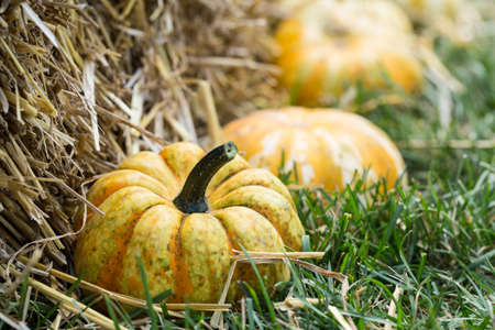 Small Fall Halloween pumpkin gourds at the Fall Festival